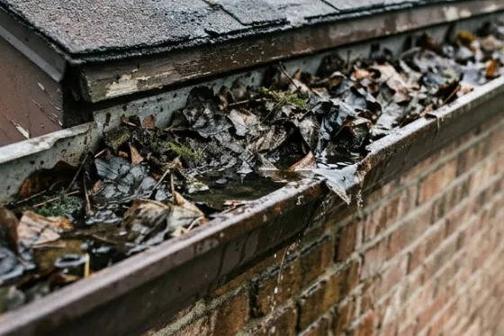 A gutter packed with rotting leaves and standing water, overflowing